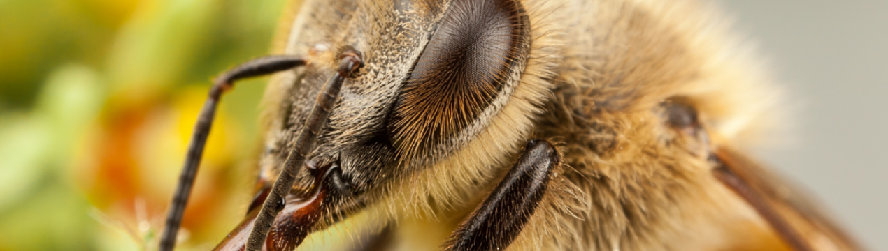 Цілющий продукт бджільництва різко подешевшав в Україні