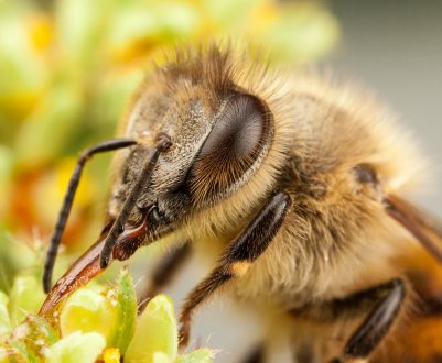Цілющий продукт бджільництва різко подешевшав в Україні