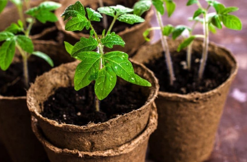 Догляд за розсадою