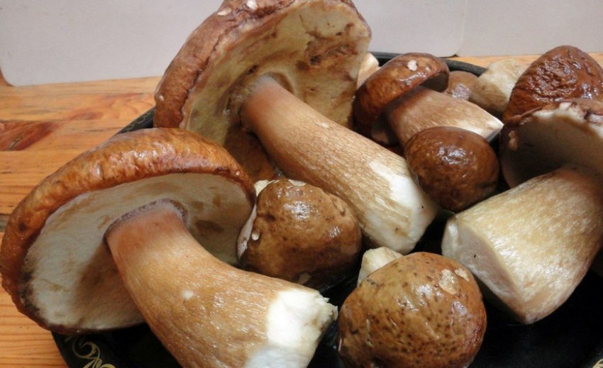 Білі гриби Білі гриби