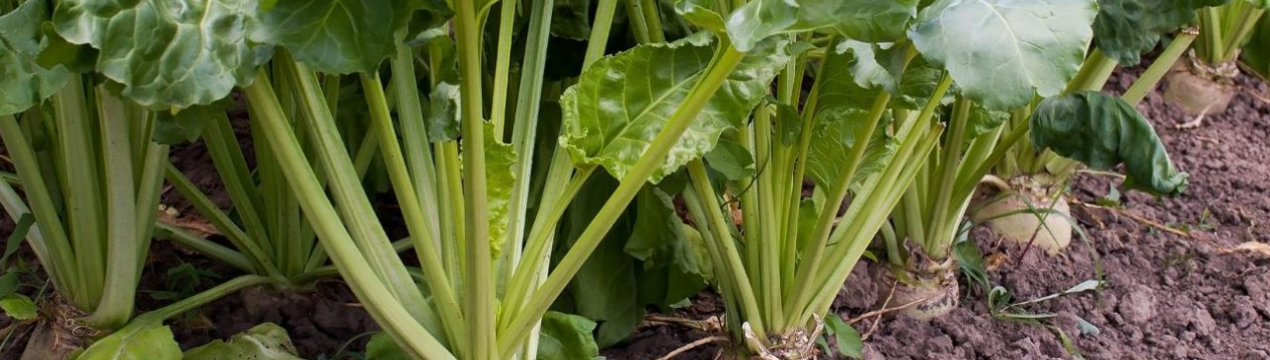 «Україна-2001» чекає гарного врожаю цукрових буряків