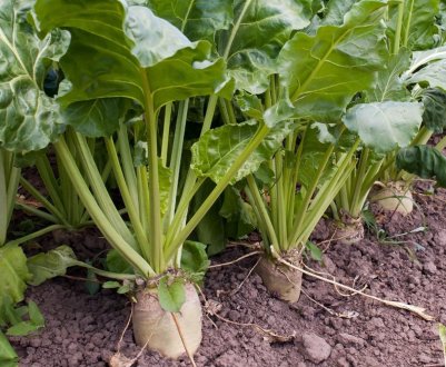 «Україна-2001» чекає гарного врожаю цукрових буряків