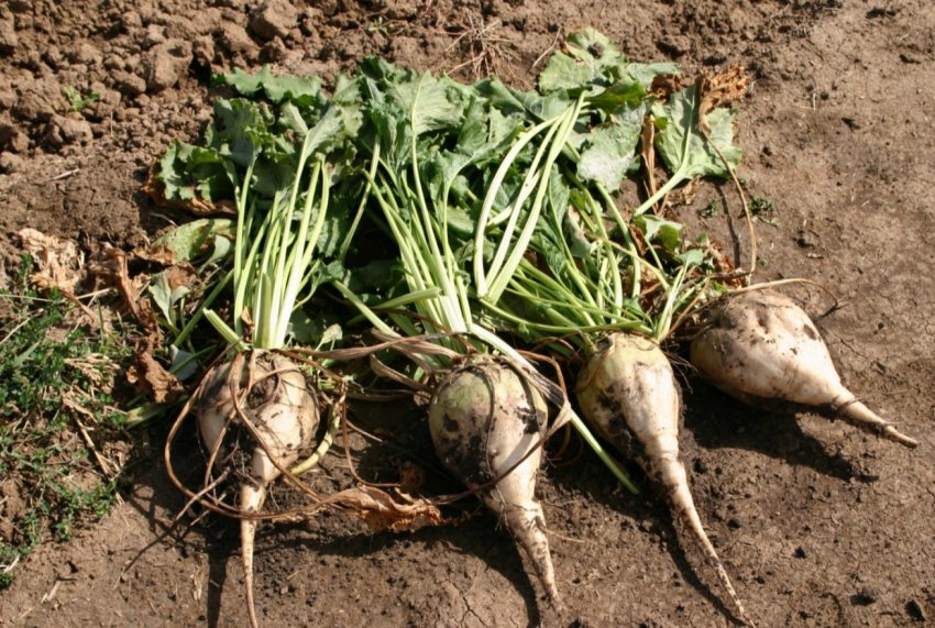 «Україна-2001» чекає гарного врожаю цукрових буряків «Україна-2001» чекає гарного врожаю цукрових буряків