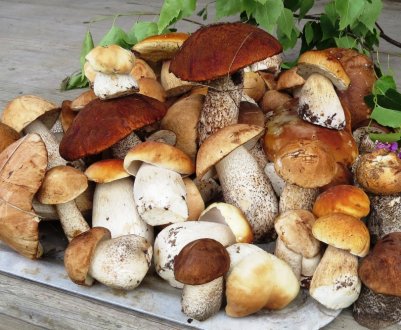 Що приготувати зі свіжих підберезовиків