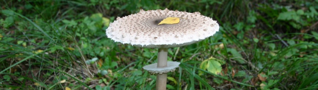 Опис і особливості застосування строкатого гриба-парасольки