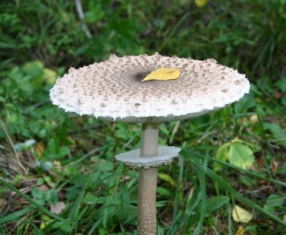 Опис і особливості застосування строкатого гриба-парасольки