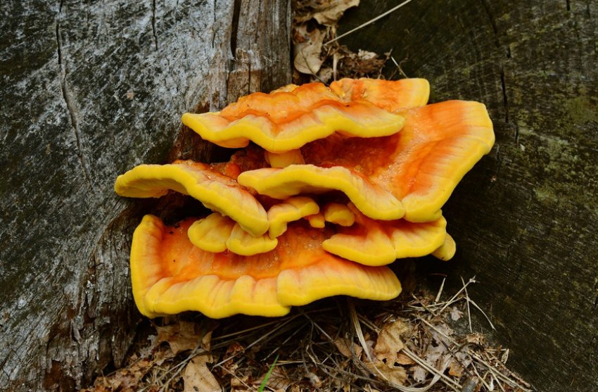 Сірчано-жовтий трутовик Сірчано-жовтий трутовик