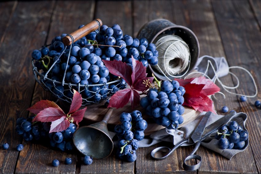 Задля російських виноградарів внесуть поправки в Податковий кодекс Задля російських виноградарів внесуть поправки в Податковий кодекс