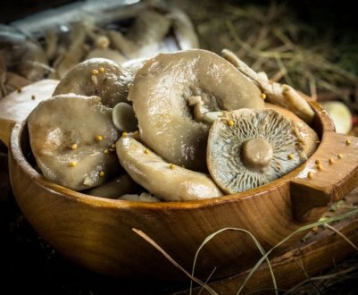 Як солити грузді гарячим способом