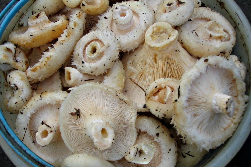 Картинка сырые грузди