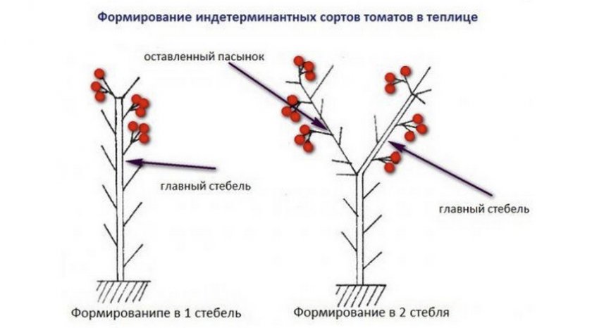 Формирование томатов в теплице Формирование томатов в теплице