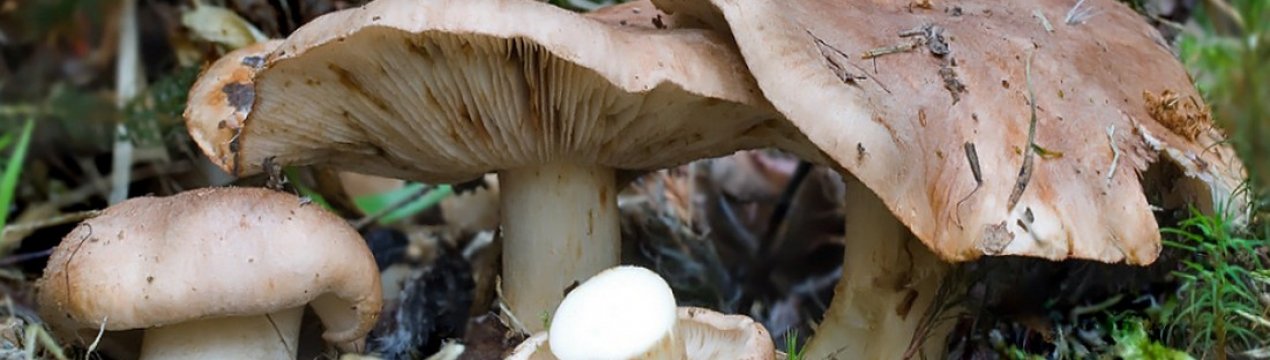 Рецепт смачної тополиної рядовки