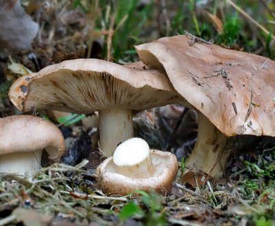 Рецепт смачної тополиної рядовки