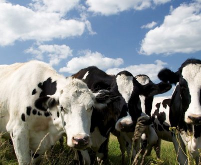 Удмуртська «карусель» зможе доїти одночасно півсотні корів