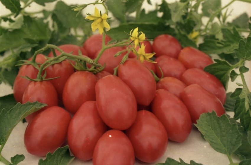 Чіо-чіо-сан