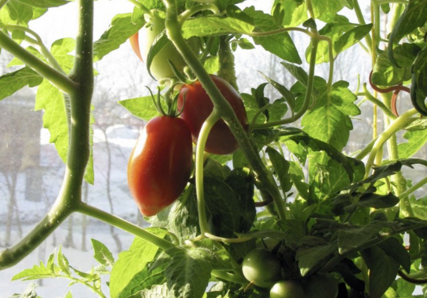 Томат Боєць