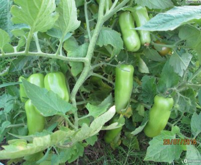 Помідори «Жигало»: опис, агротехніка вирощування