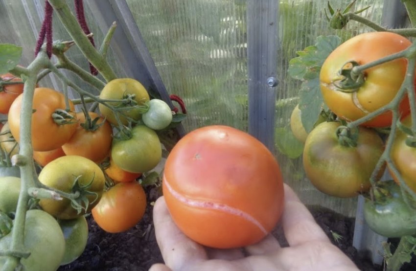 Томат Метелиця