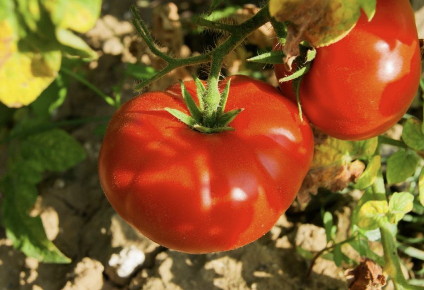 Томат Боні ММ