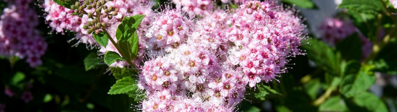 Спірея Маленька Принцеса: розміри дорослого куща, як виростити, коли обрізати