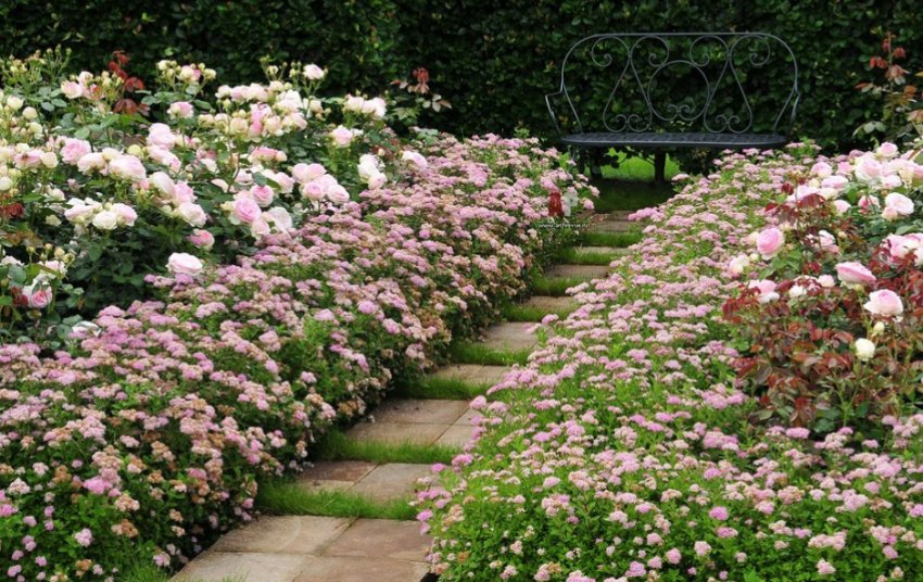 Спірея Літл Принцес в ландшафтному дизайні Спірея Літл Принцес в ландшафтному дизайні