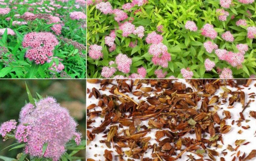 Розмноження спіреї насінням Розмноження спіреї насінням