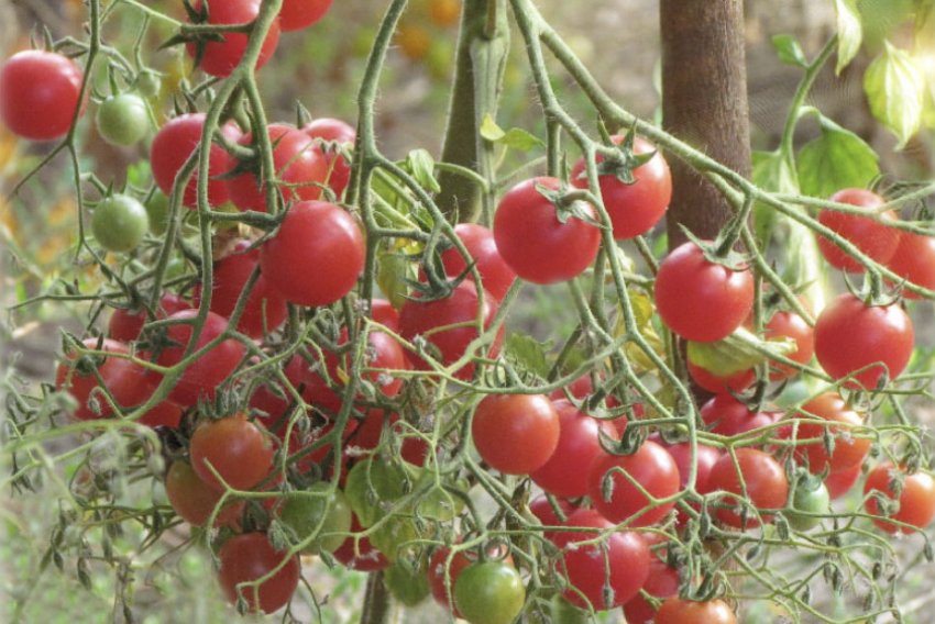 Зимова вишня