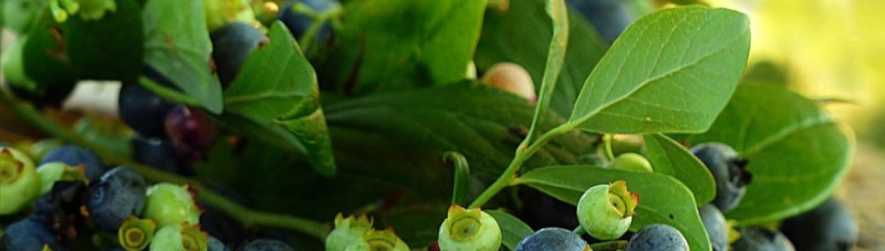 В Україні закінчується сезон чорниці