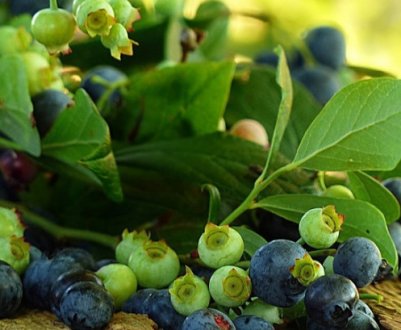 В Україні закінчується сезон чорниці