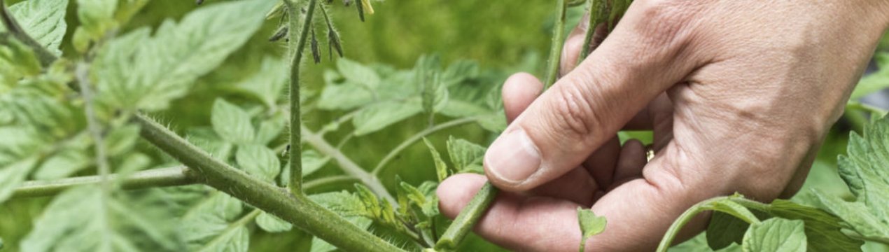 Як правильно пасинкувати помідори в теплиці: покрокова інструкція