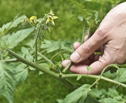 Як правильно пасинкувати помідори в теплиці: покрокова інструкція