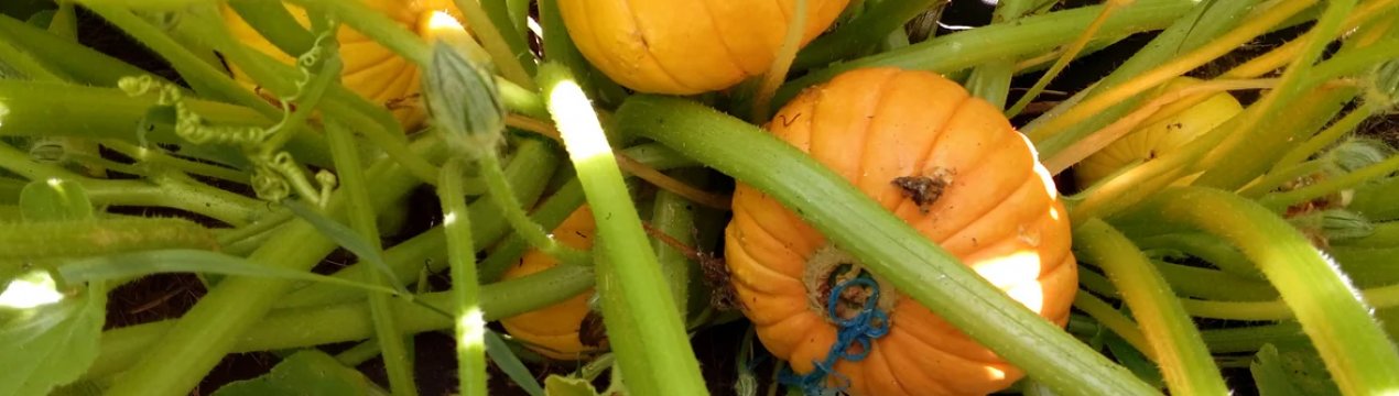 Гарбуз «Усмішка»: характеристика, особливості вирощування