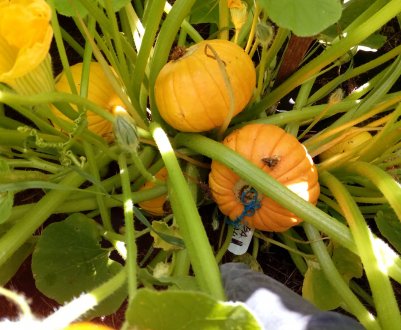 Гарбуз «Усмішка»: характеристика, особливості вирощування