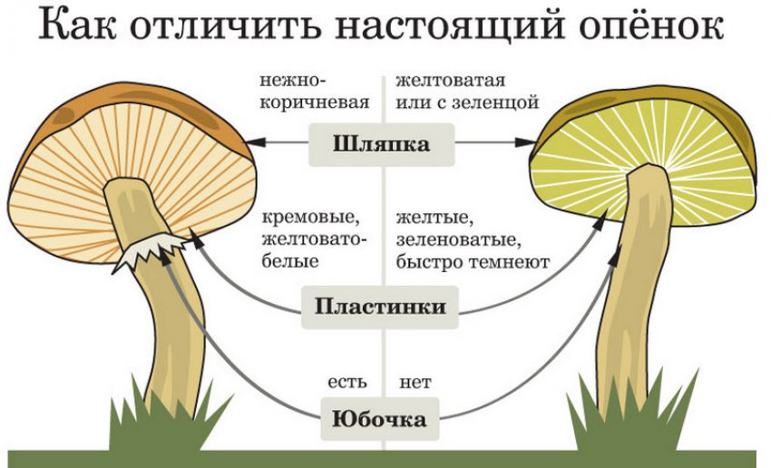 Відміну від помилкових опеньків Відміну від помилкових опеньків