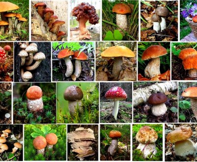 Відмінності грибів за зовнішнім виглядом: колір капелюшка і їстівність