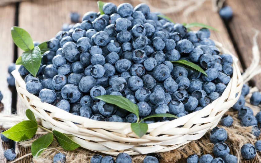 В Україні закінчується сезон чорниці В Україні закінчується сезон чорниці