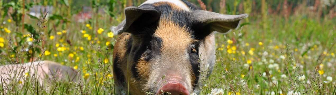 Боротися з АЧС в Польщі будуть за допомогою запахів і електричного струму