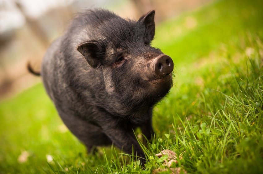 Боротися з АЧС в Польщі будуть за допомогою запахів і електричного струму Боротися з АЧС в Польщі будуть за допомогою запахів і електричного струму