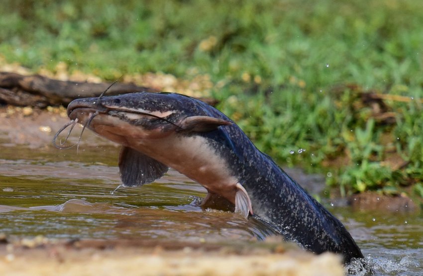 Київські рибоводи почали вирощувати африканських сомів Київські рибоводи почали вирощувати африканських сомів