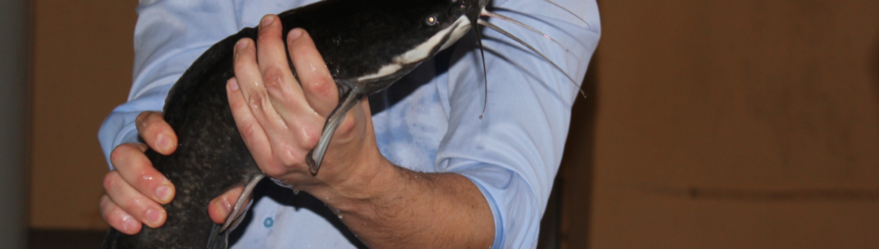 Київські рибоводи почали вирощувати африканських сомів