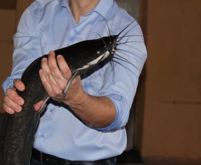 Київські рибоводи почали вирощувати африканських сомів