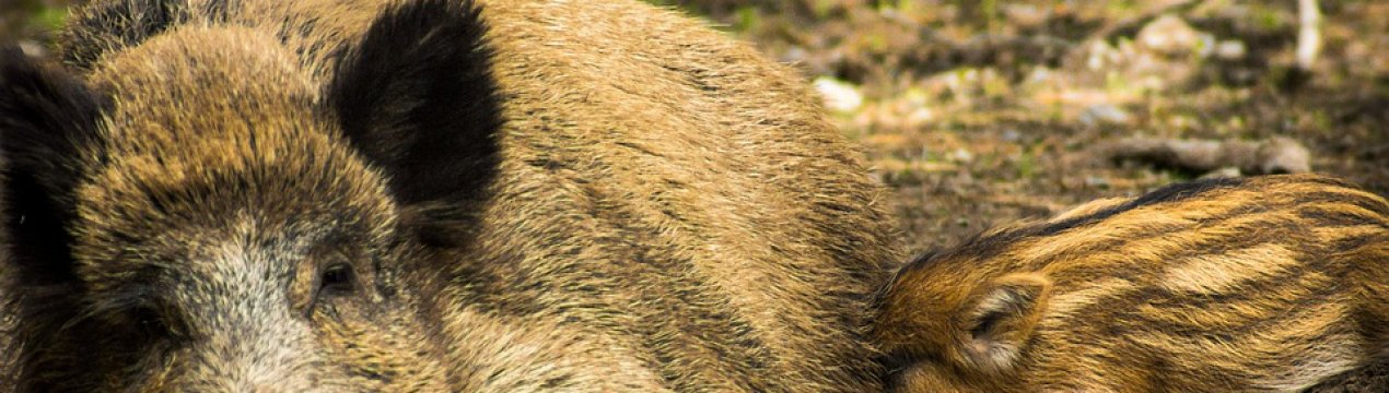 Сербські фермери лякають диких кабанів народною музикою