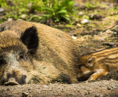 Сербські фермери лякають диких кабанів народною музикою