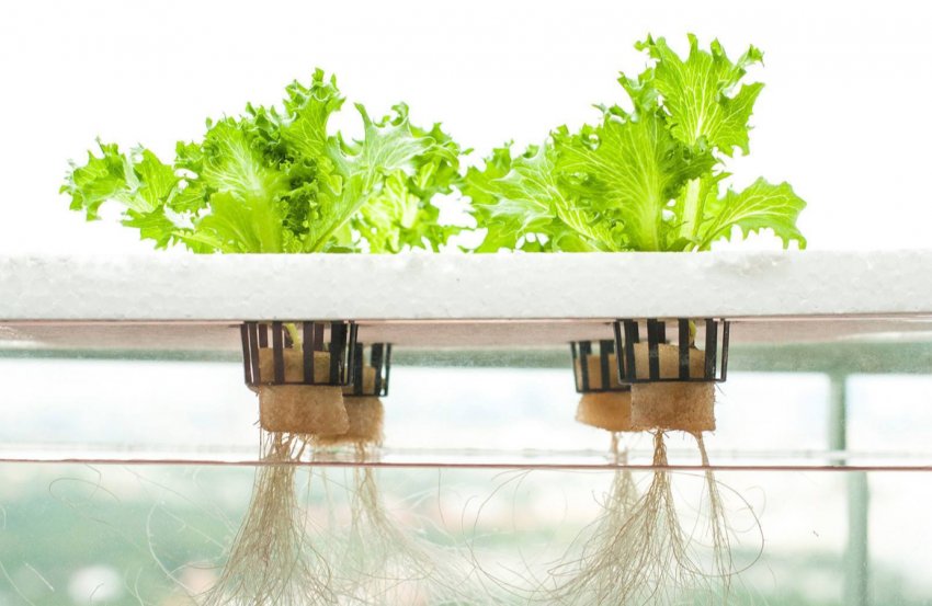 Революція в сільському господарстві Японії: диво-плівка і рослини без грунту