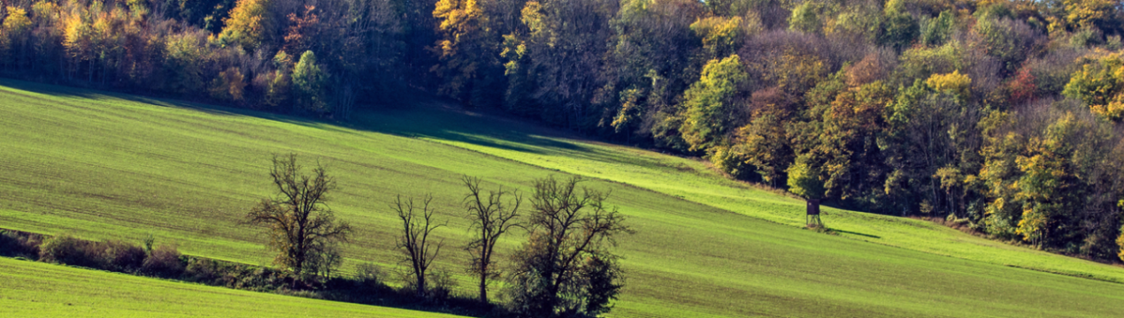Відсталий колгосп: вінницькі аграрії не поспішають сіяти озимі