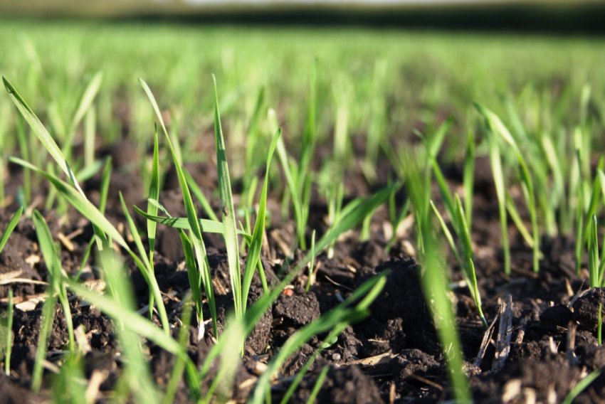 Відсталий колгосп: вінницькі аграрії не поспішають сіяти озимі Відсталий колгосп: вінницькі аграрії не поспішають сіяти озимі