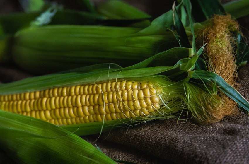 Фермери Індії знайшли сильного союзника в боротьбі з армійським хробаком Фермери Індії знайшли сильного союзника в боротьбі з армійським хробаком