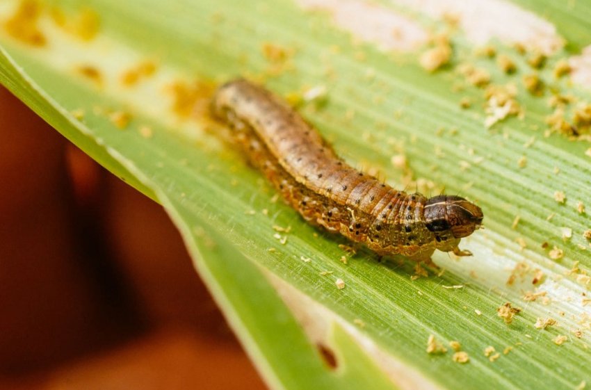 Фермери Індії знайшли сильного союзника в боротьбі з армійським хробаком Фермери Індії знайшли сильного союзника в боротьбі з армійським хробаком