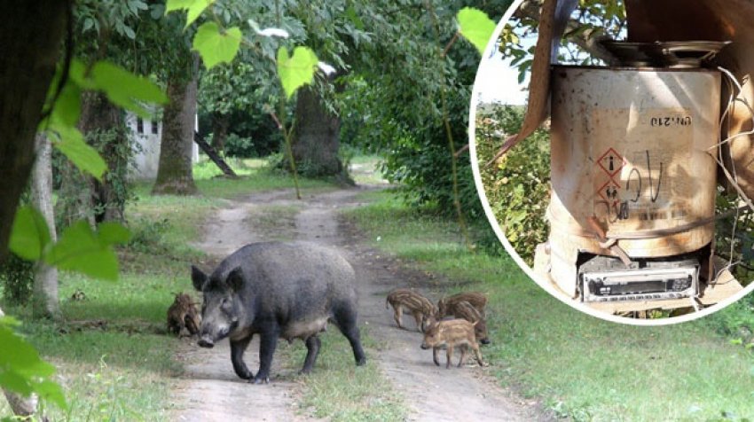 Сербські фермери лякають диких кабанів народною музикою