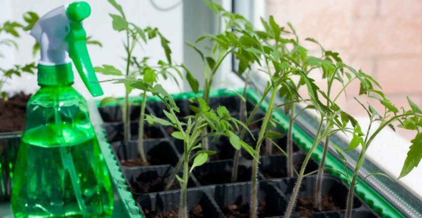 Полив розсади пульверизатором Полив розсади пульверизатором